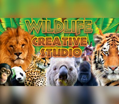 Wildlife Creative Studio PC Steam Ключ
