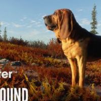 theHunter: Call of the Wild - Bloodhound DLC EU PC Steam Альтергифт